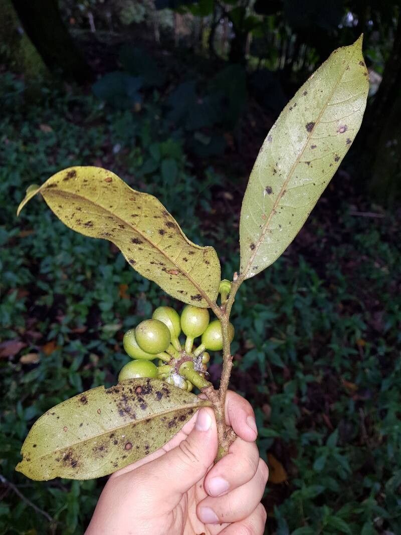 Guatteria oliviformis leaf