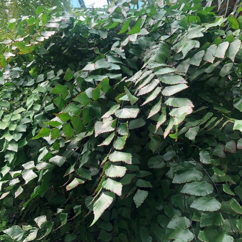 Adiantum peruvianum other