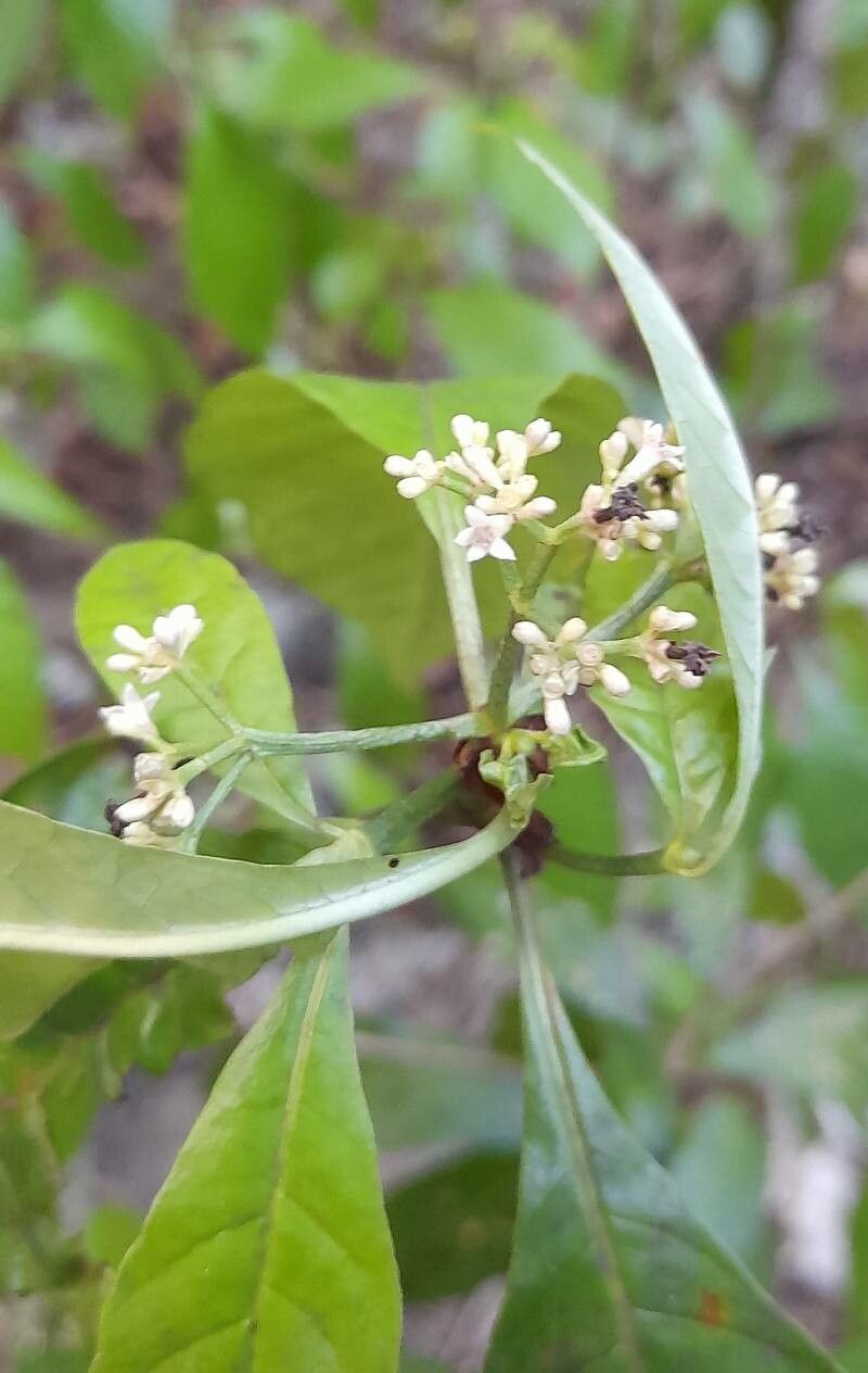 Psychotria nervosa flower