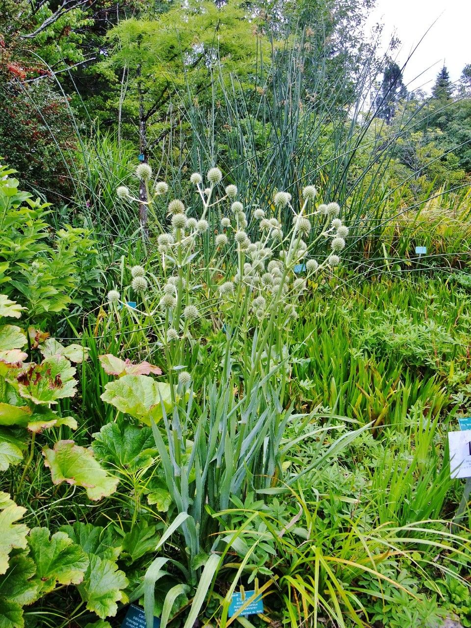 Eryngium aquaticum habit