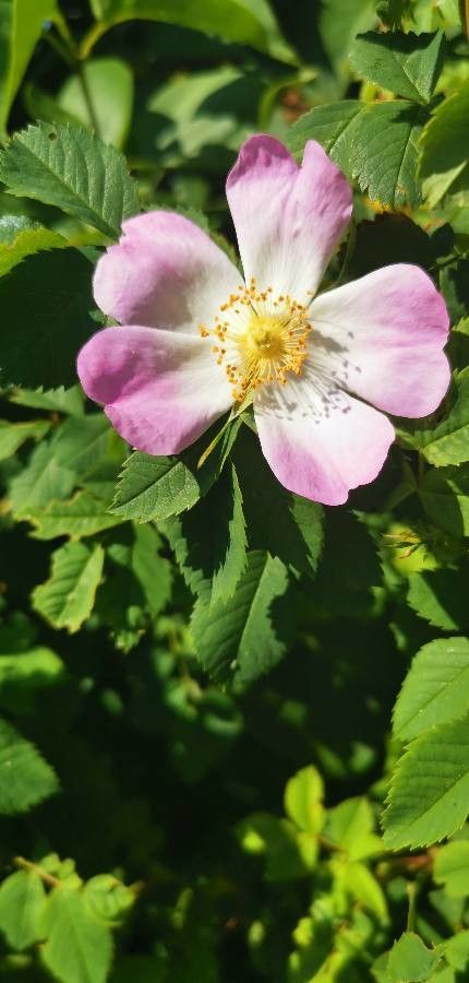 Rosa squarrosa flower