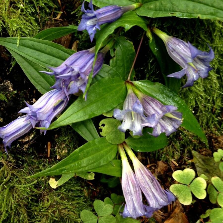 Gentiana asclepiadea flower