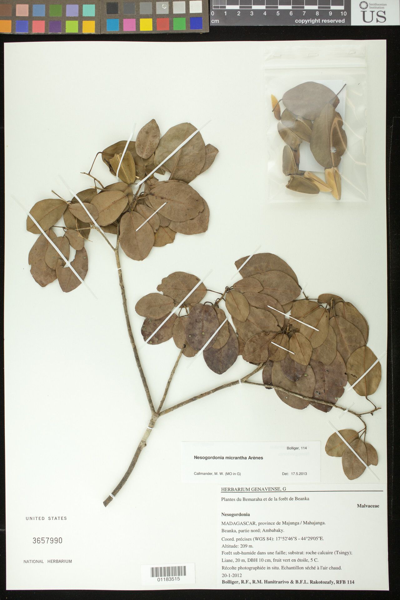 Nesogordonia micrantha — houseplant care guide