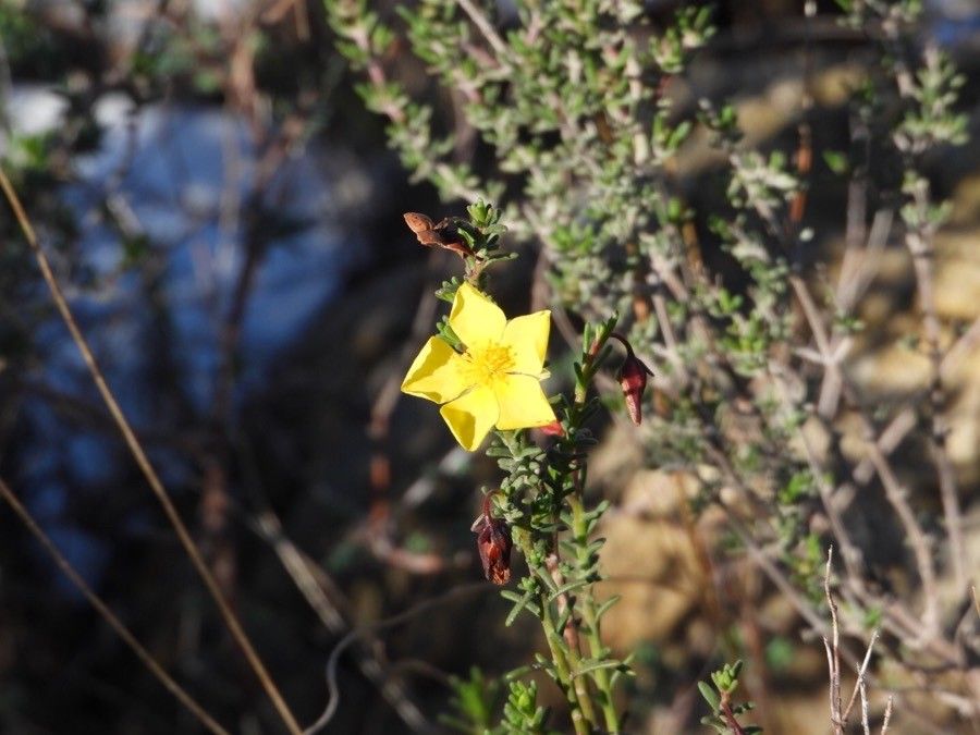 Fumana ericoides flower