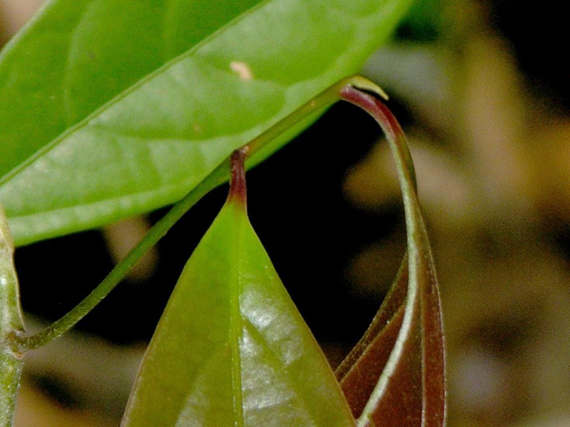 Licaria sarapiquensis fruit