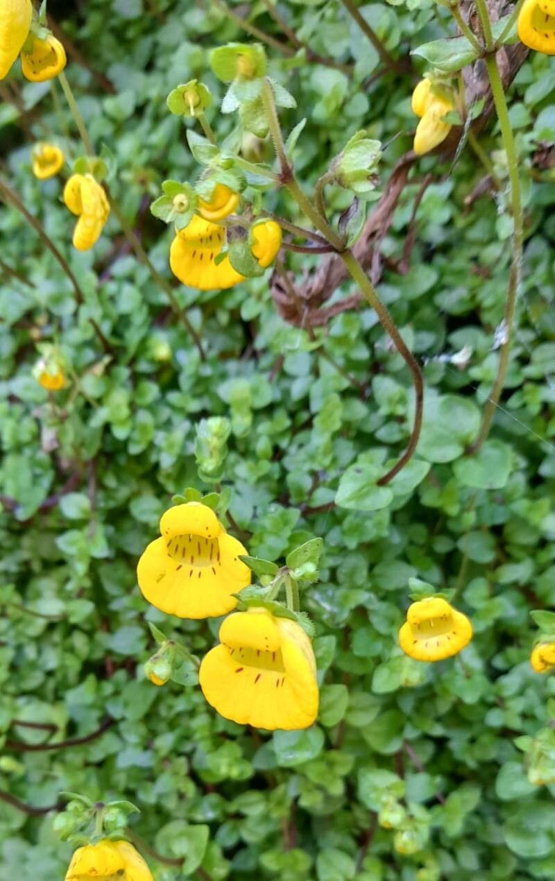 Calceolaria tenella habit