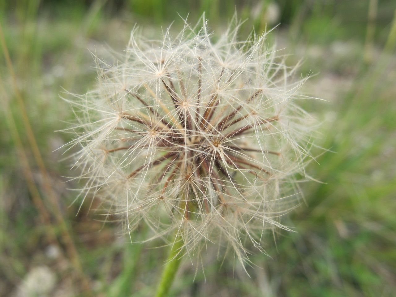 Leontodon crispus fruit