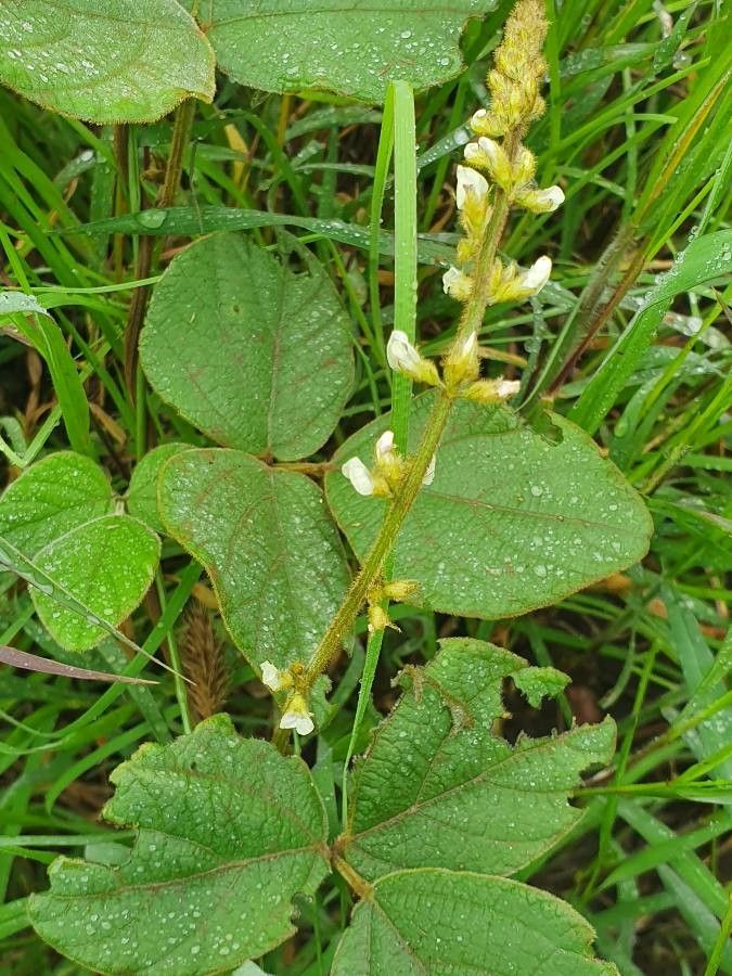 Neonotonia wightii flower