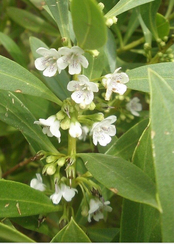 Myoporum tetrandrum flower