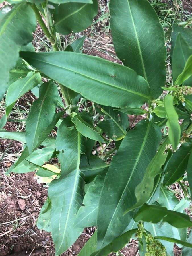 Rumex altissimus leaf