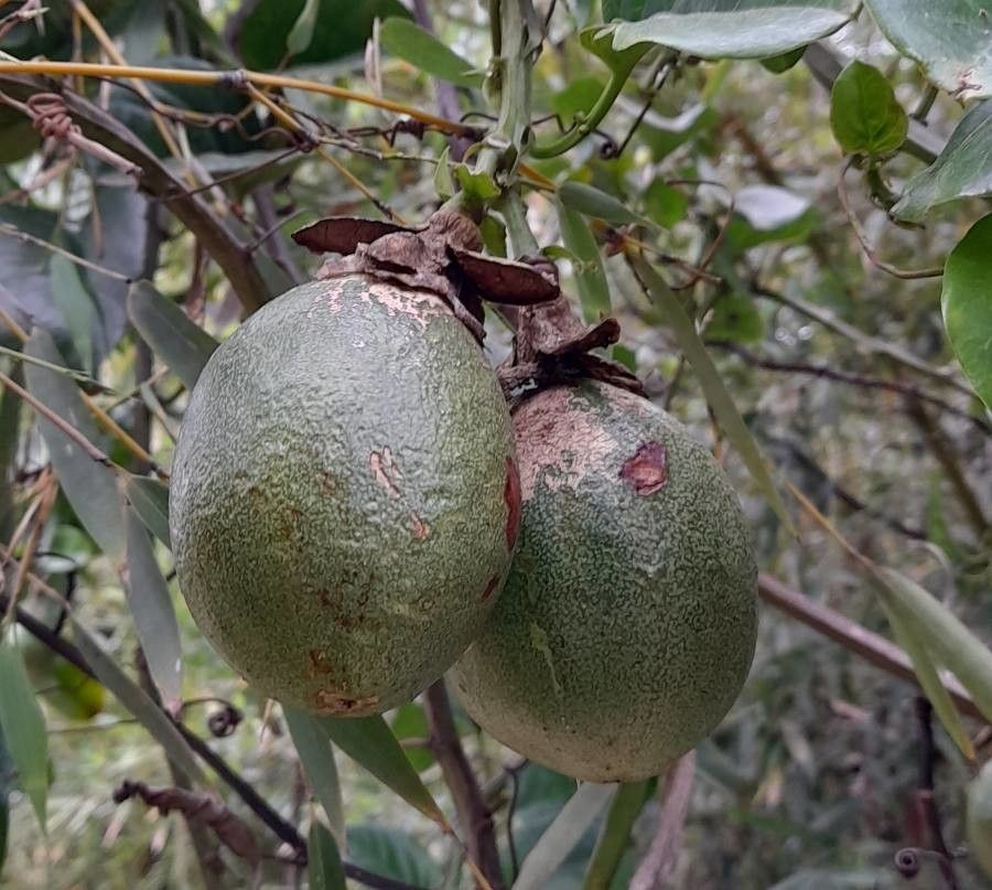 Passiflora alata fruit