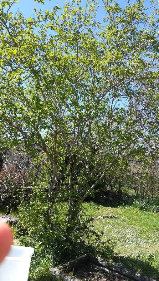 Fontainea pancheri bark