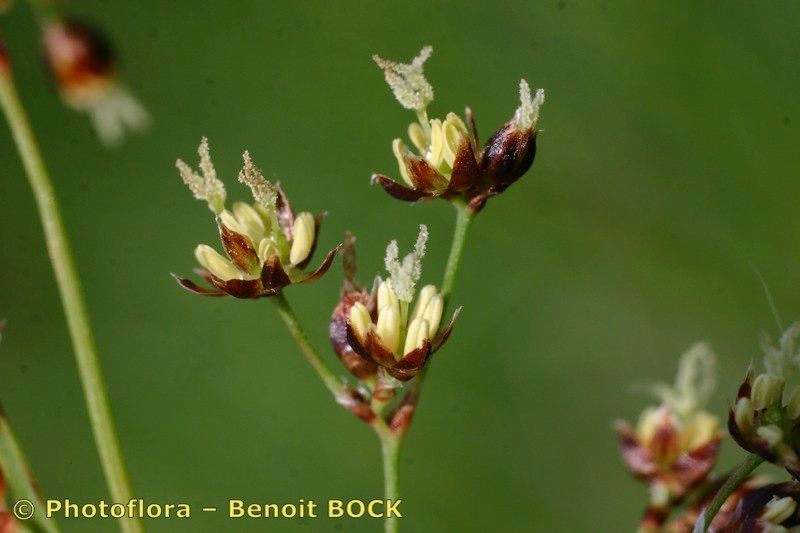 Luzula desvauxii fruit