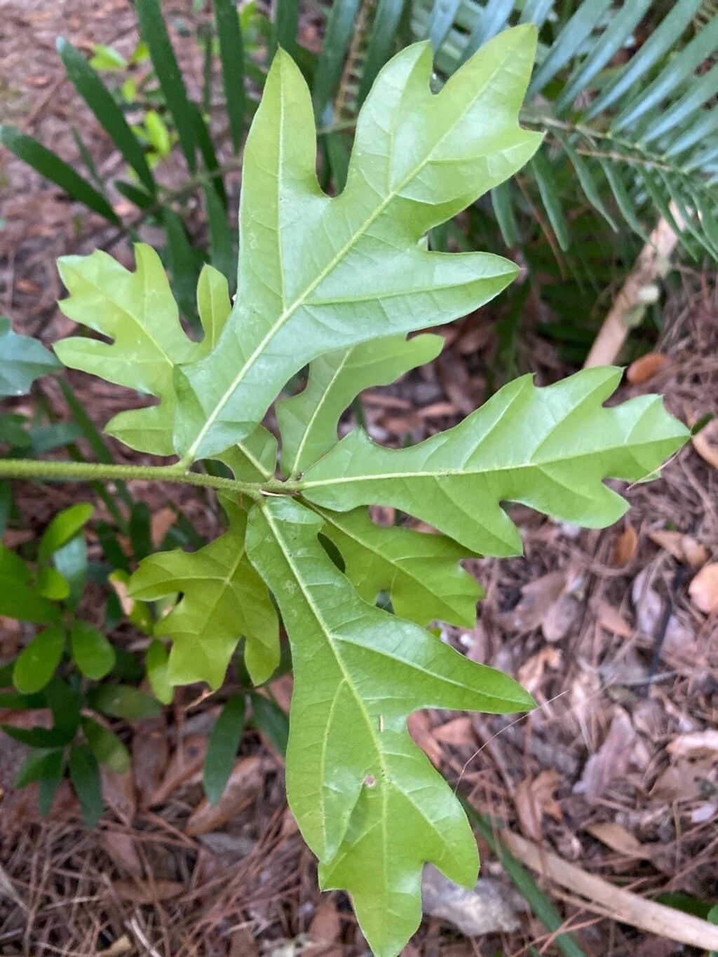 Quercus austrina leaf