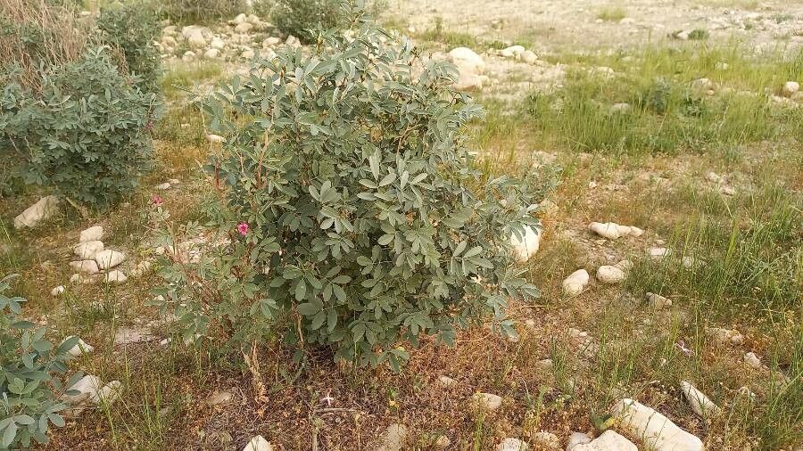 Tephrosia persica habit
