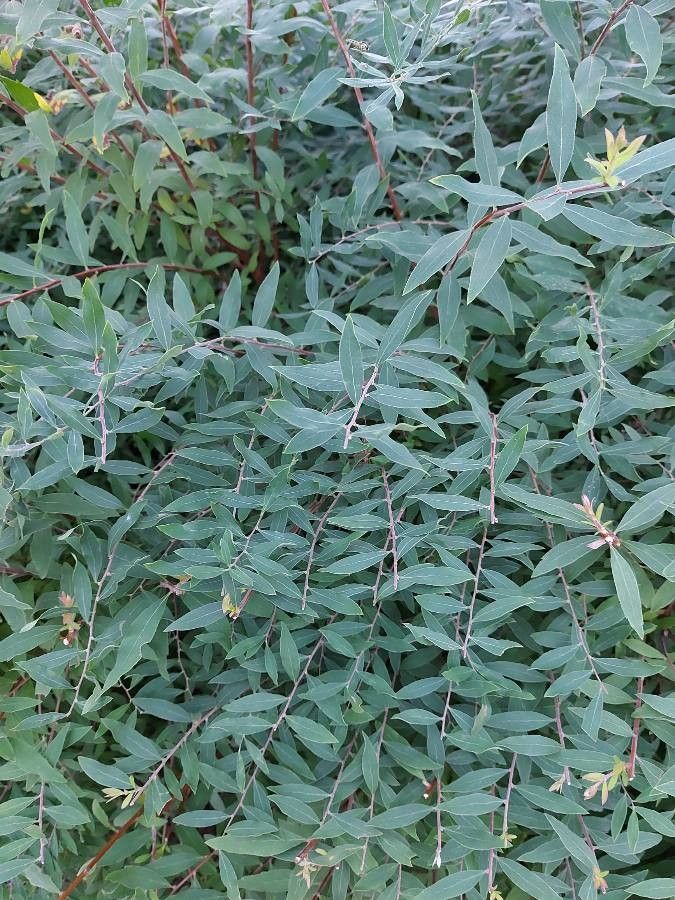 Spiraea × cinerea — search result for 'Spiraea'