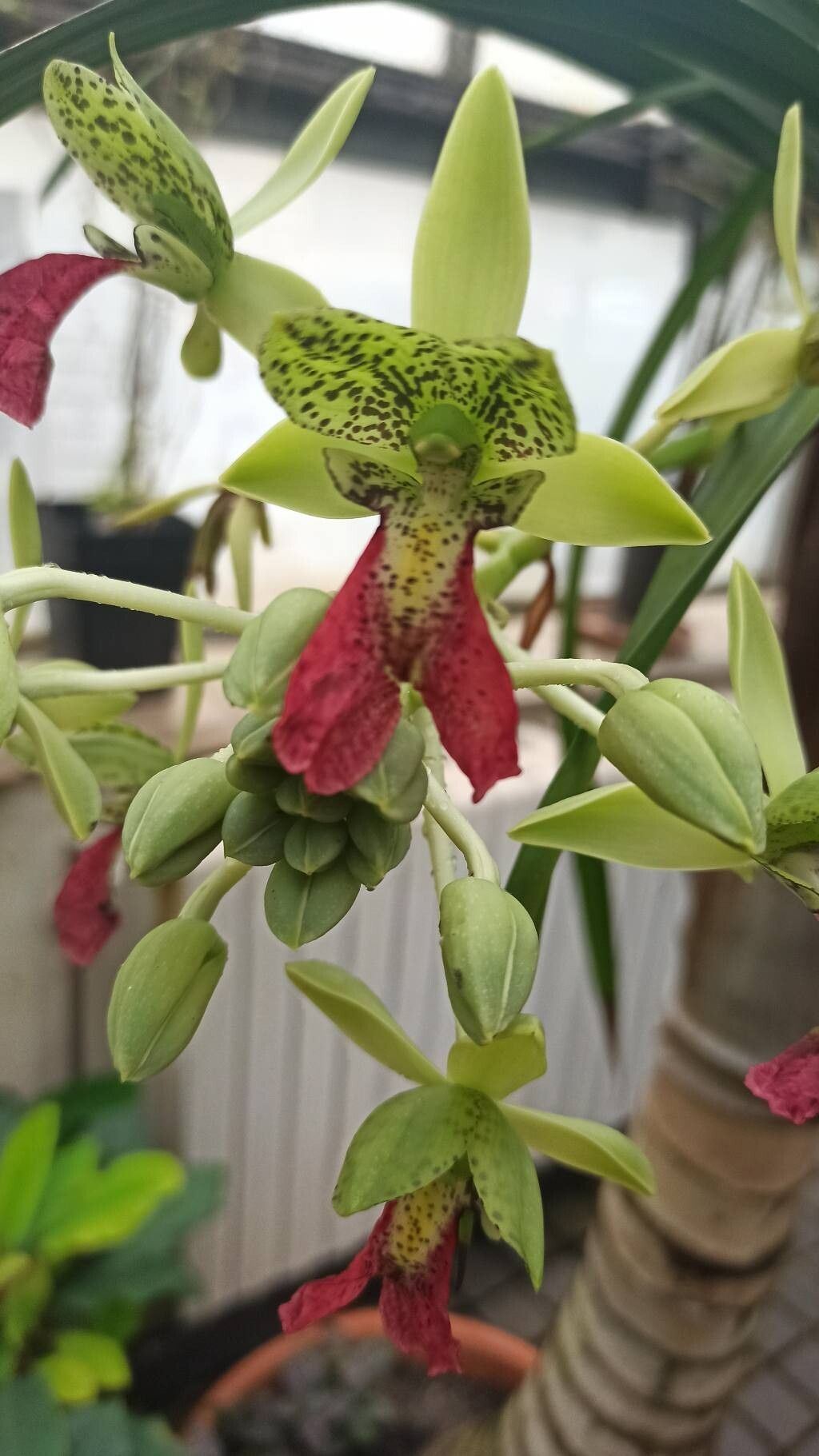 Eulophia pardalina — houseplant care guide