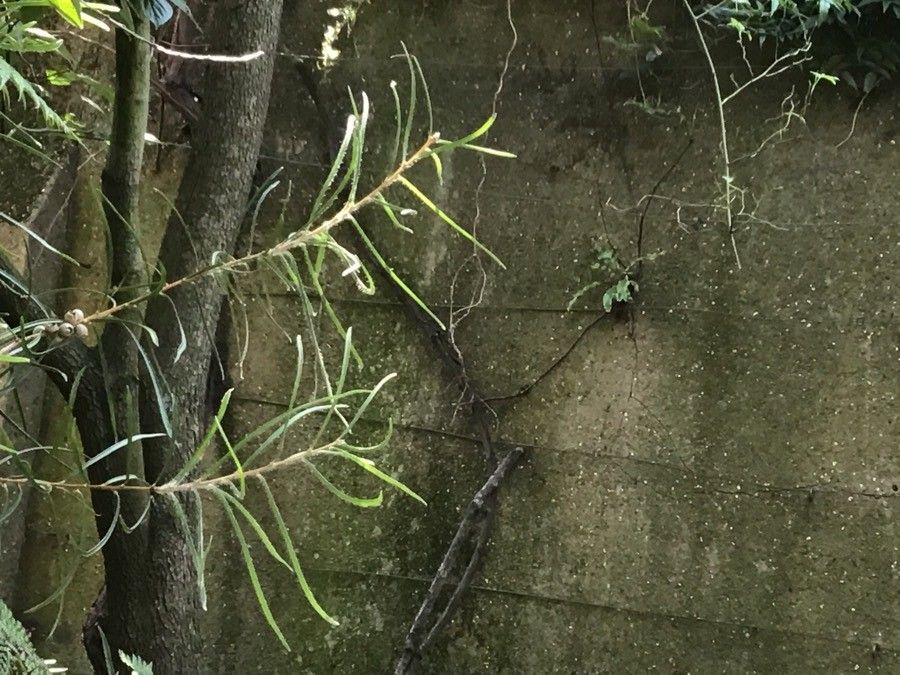 Callistemon pinifolius — search result for 'Melaleuca'