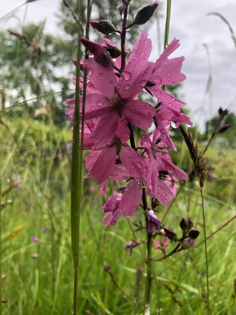 Sidalcea nelsoniana flower