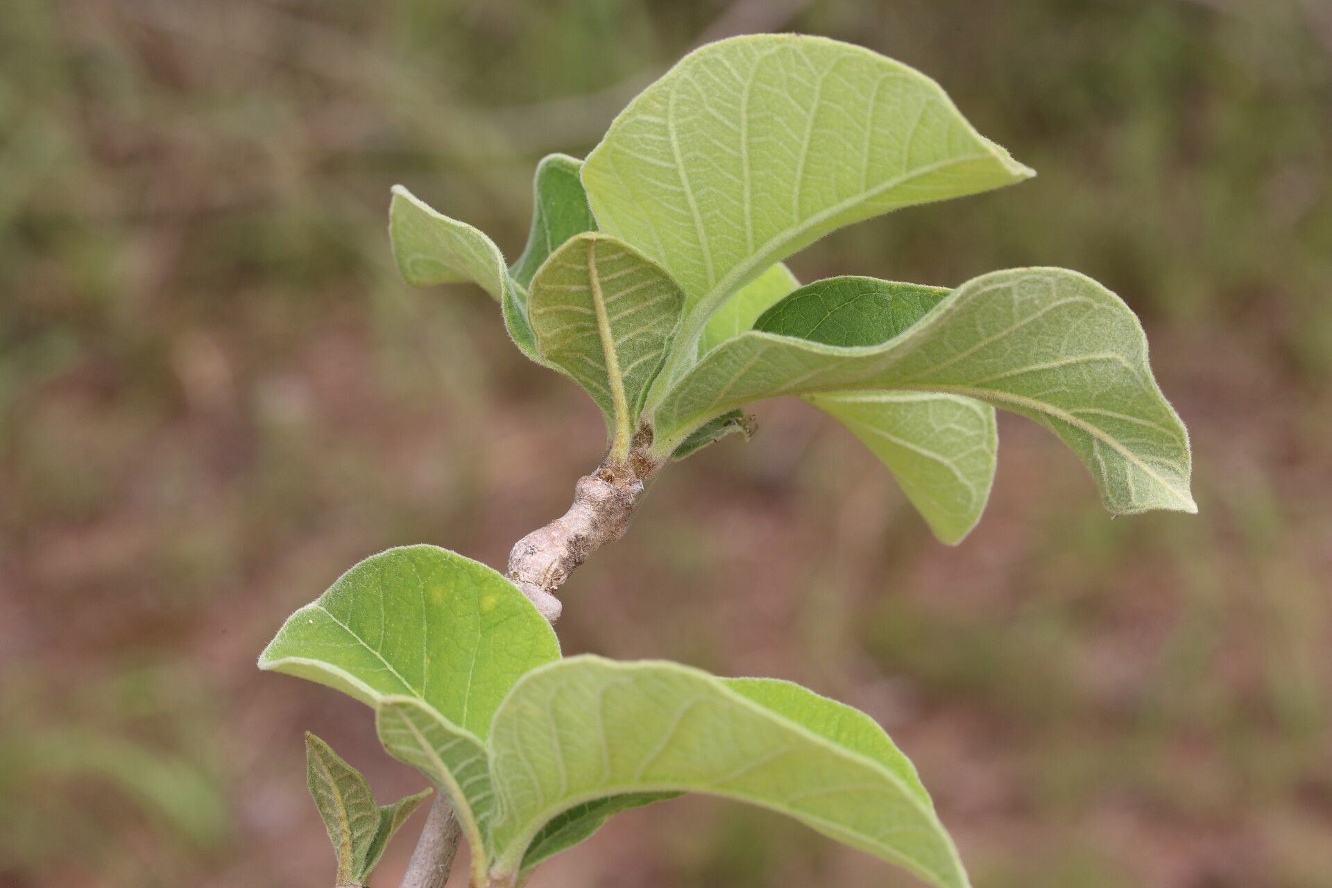 Strophanthus eminii leaf