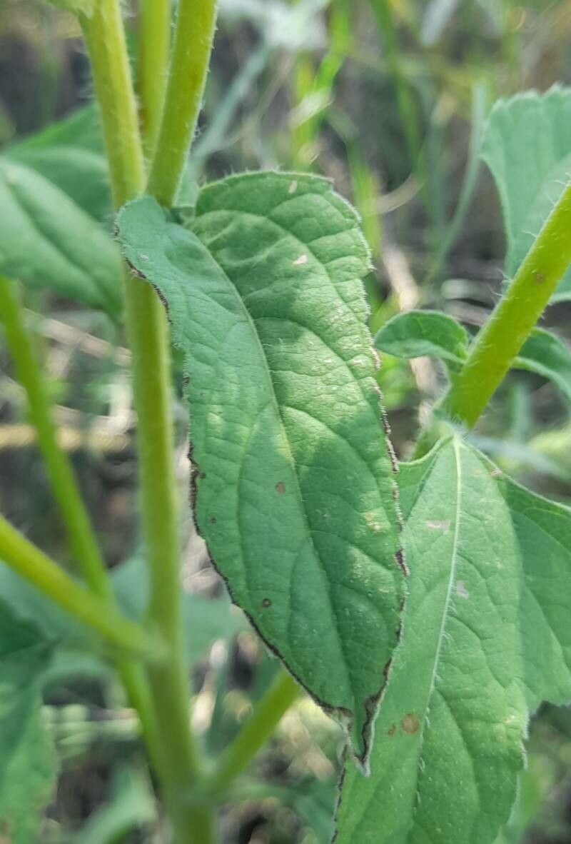 Simsia dombeyana — related species from the same genus