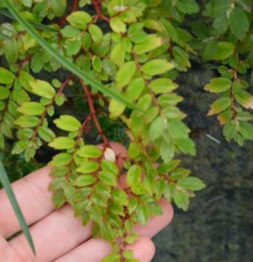 Begonia fuchsioides leaf