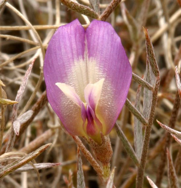 Astragalus panamintensis — houseplant care guide