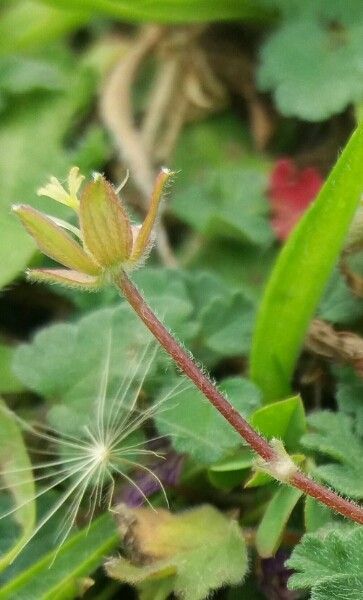 Erodium corsicum fruit