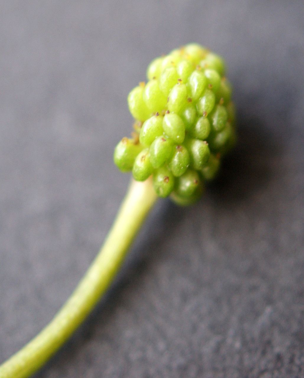 Ranunculus fluitans fruit