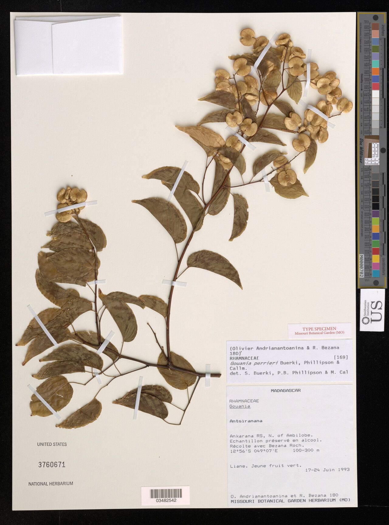 Gouania perrieri — search result for 'Gouania'