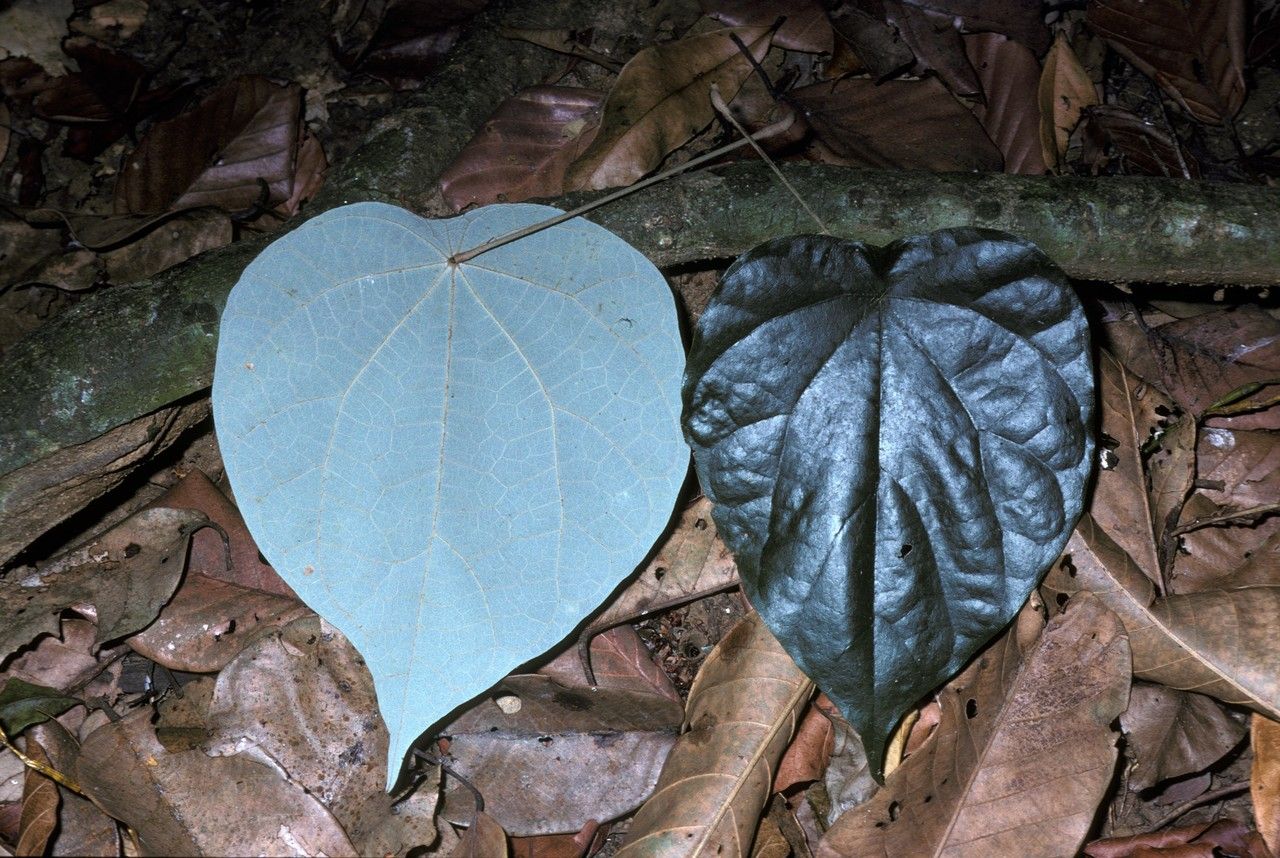 Coscinium fenestratum leaf