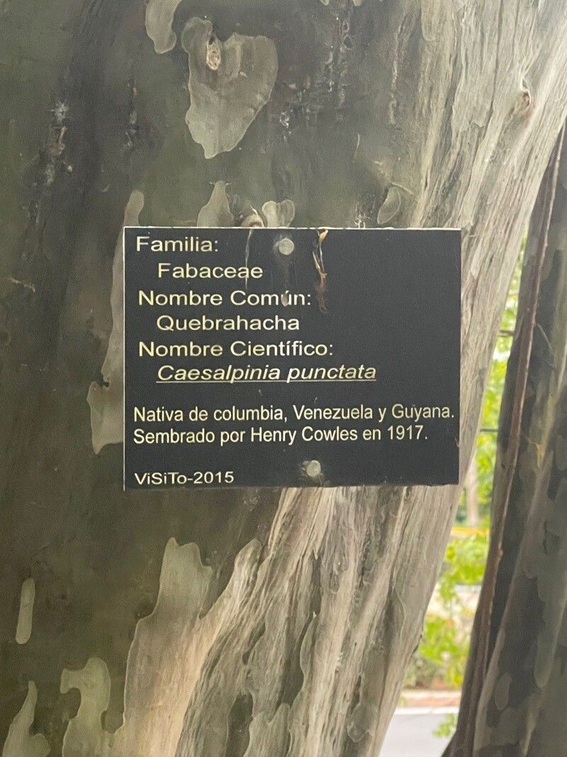 Caesalpinia punctata bark