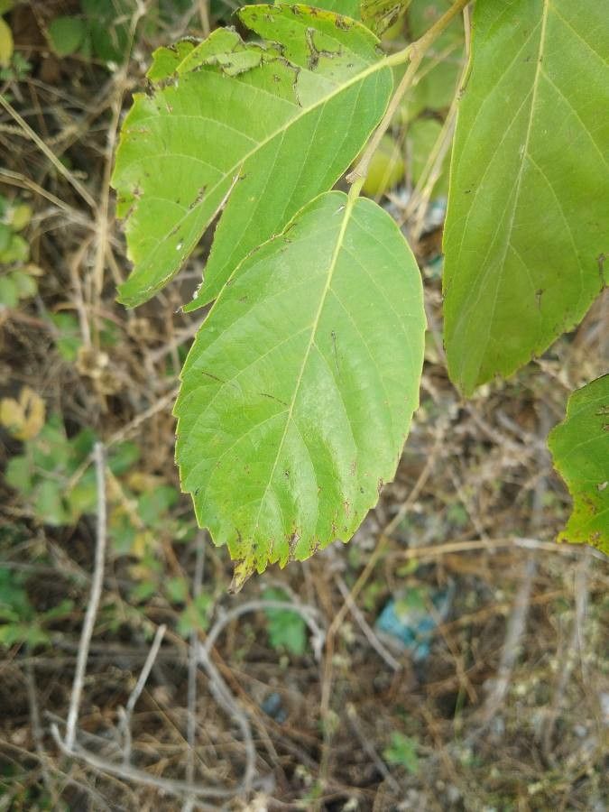 Cassine albens — related species from the same genus