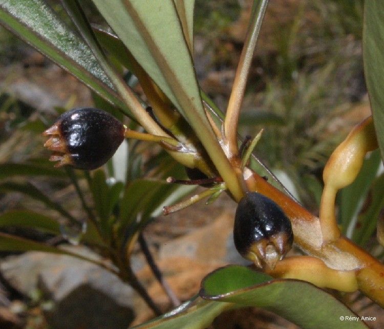 Scaevola coccinea fruit