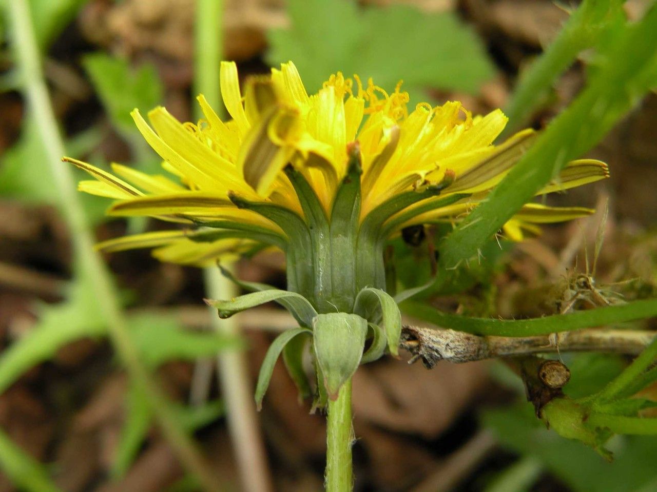 Taraxacum clemens flower