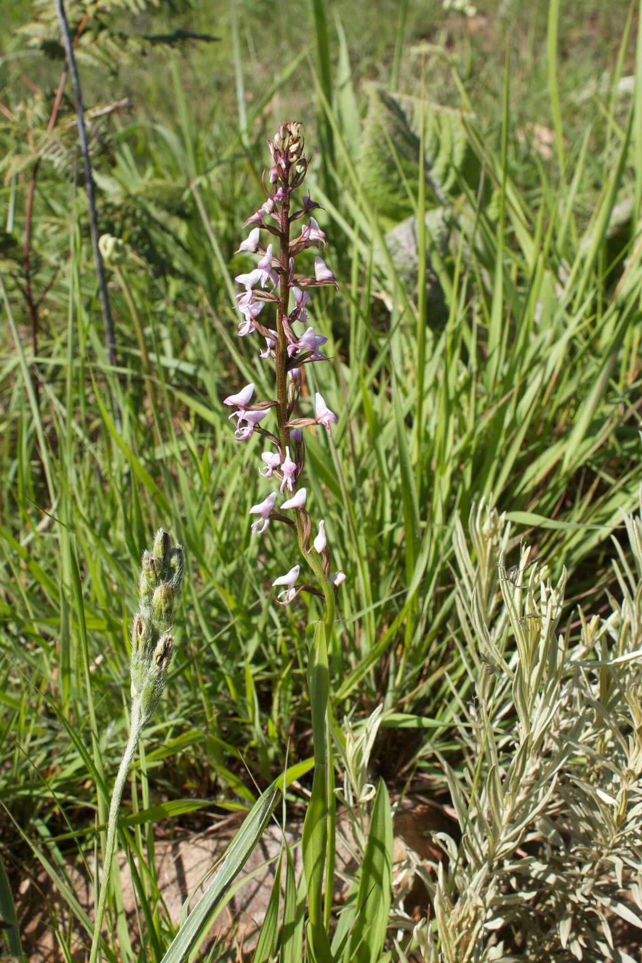 Disa aconitoides — related species from the same genus