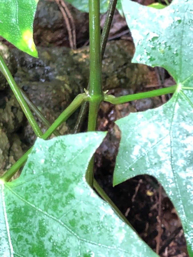 Thunbergia laurifolia bark