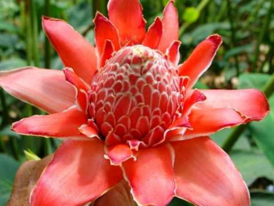 Etlingera elatior flower