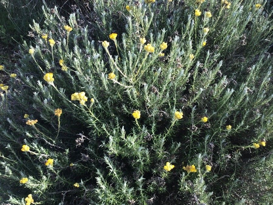 Helichrysum pendulum flower
