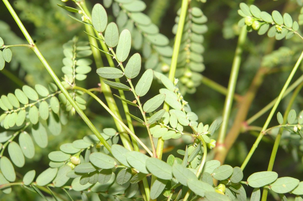 Zanthoxylum setulosum leaf