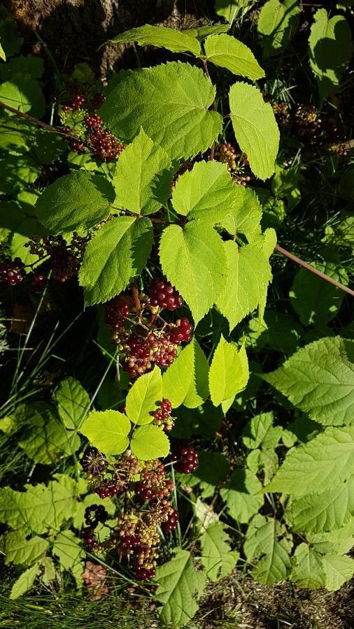 Aralia racemosa leaf