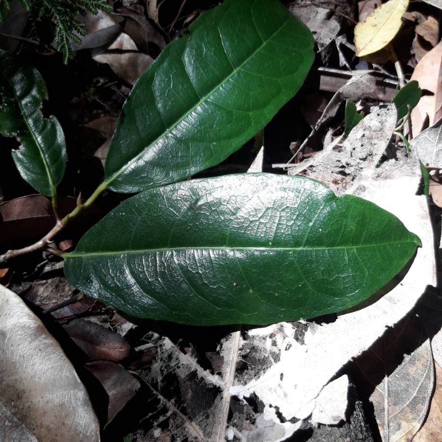 Paratrophis sclerophylla — search result for 'Paratrophis'