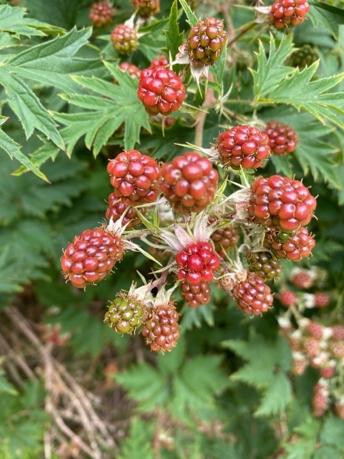 Rubus laciniatus fruit