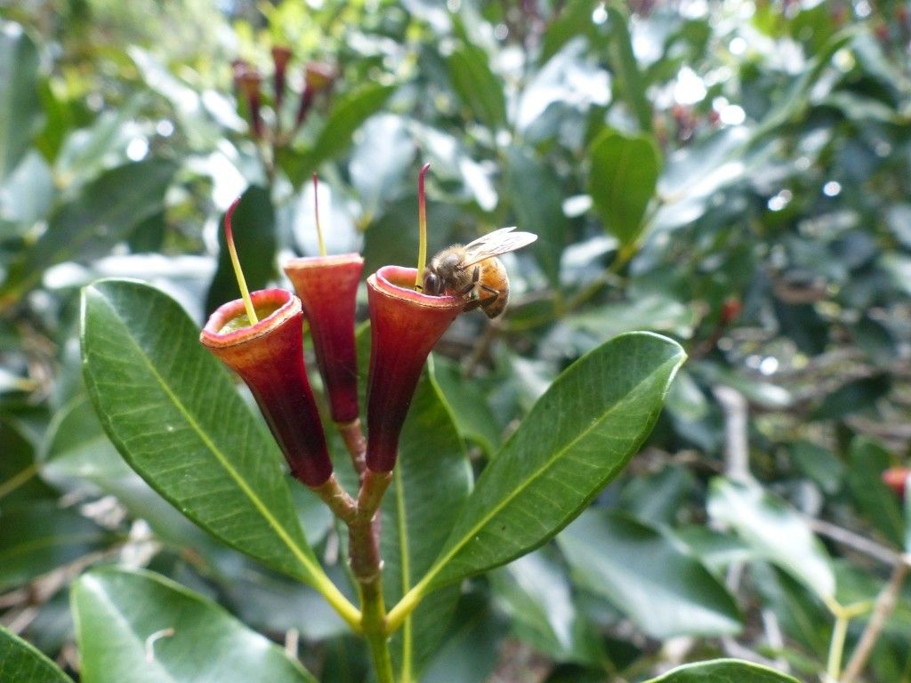 Syzygium pennelii fruit