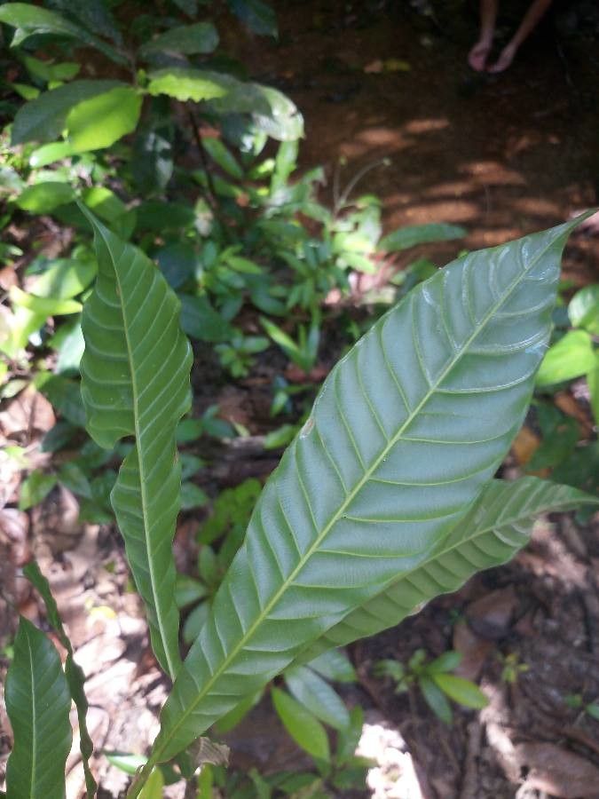 Chrysophyllum cuneifolium leaf