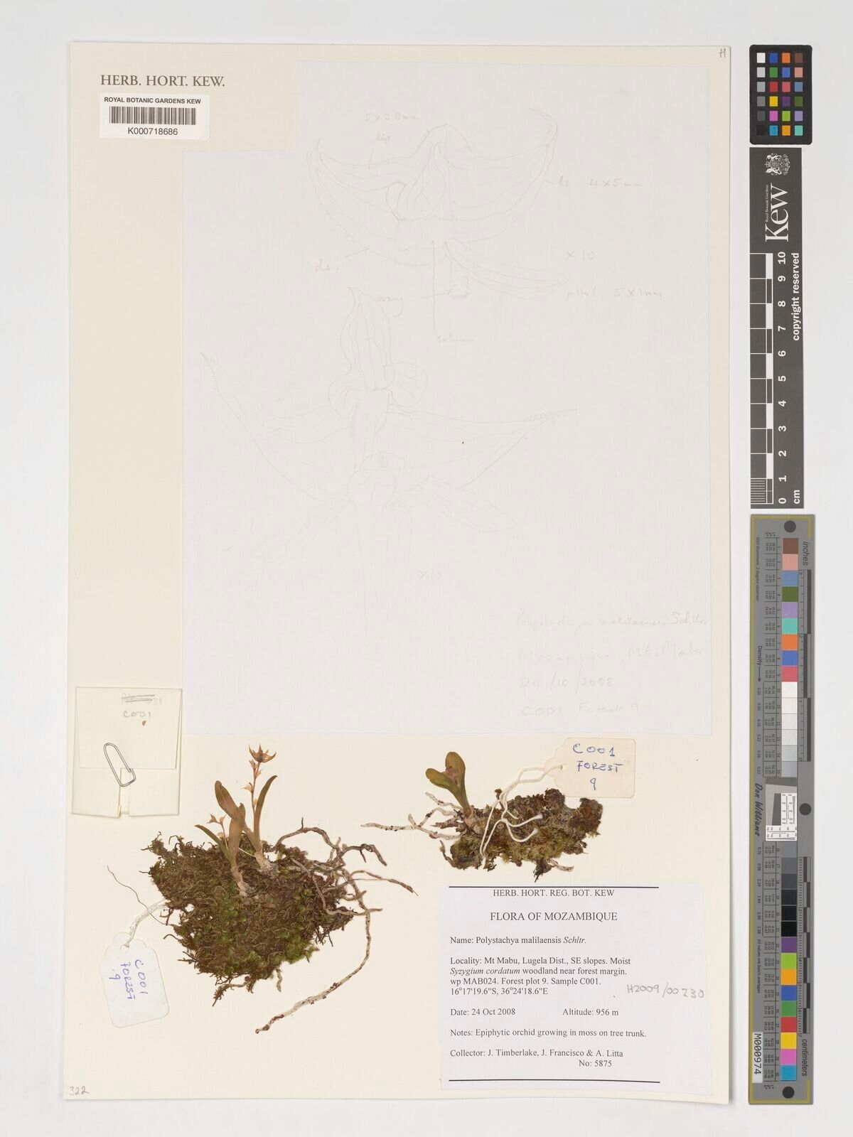 Polystachya malilaensis — houseplant care guide