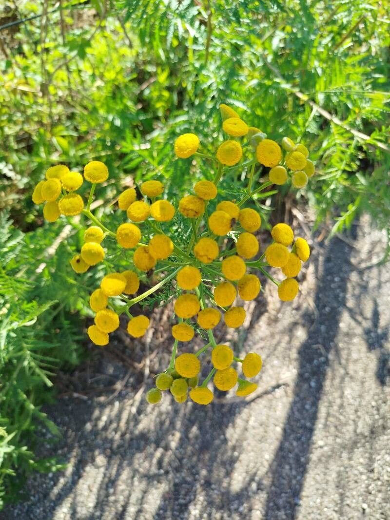 Tanacetum annuum flower