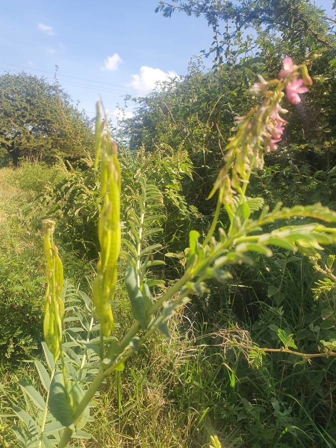 Astragalus atropilosulus fruit