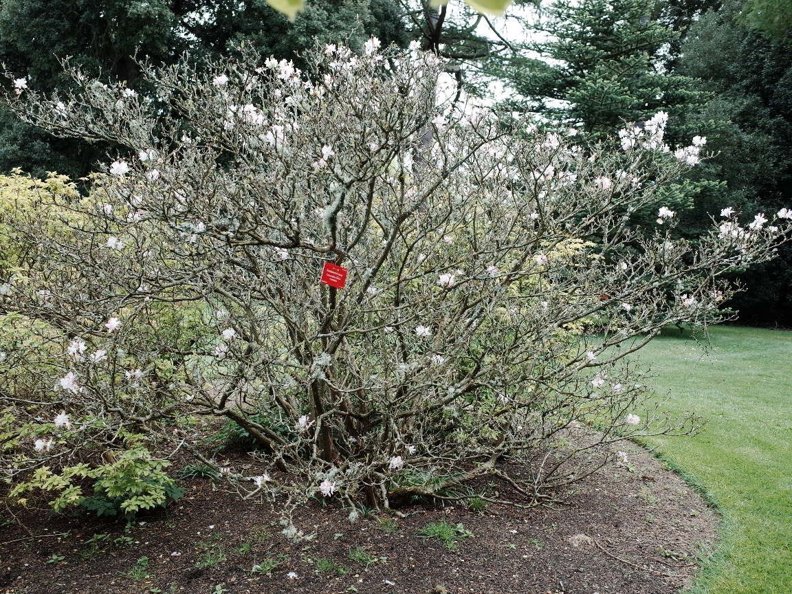 Rhododendron vaseyi habit