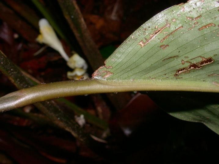 Goeppertia hammelii bark